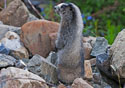 Marmota caligata